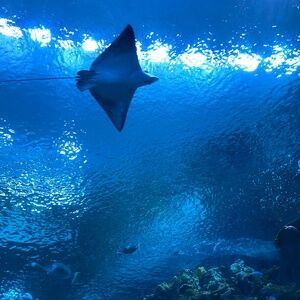 Meet your Posher, Chenelle